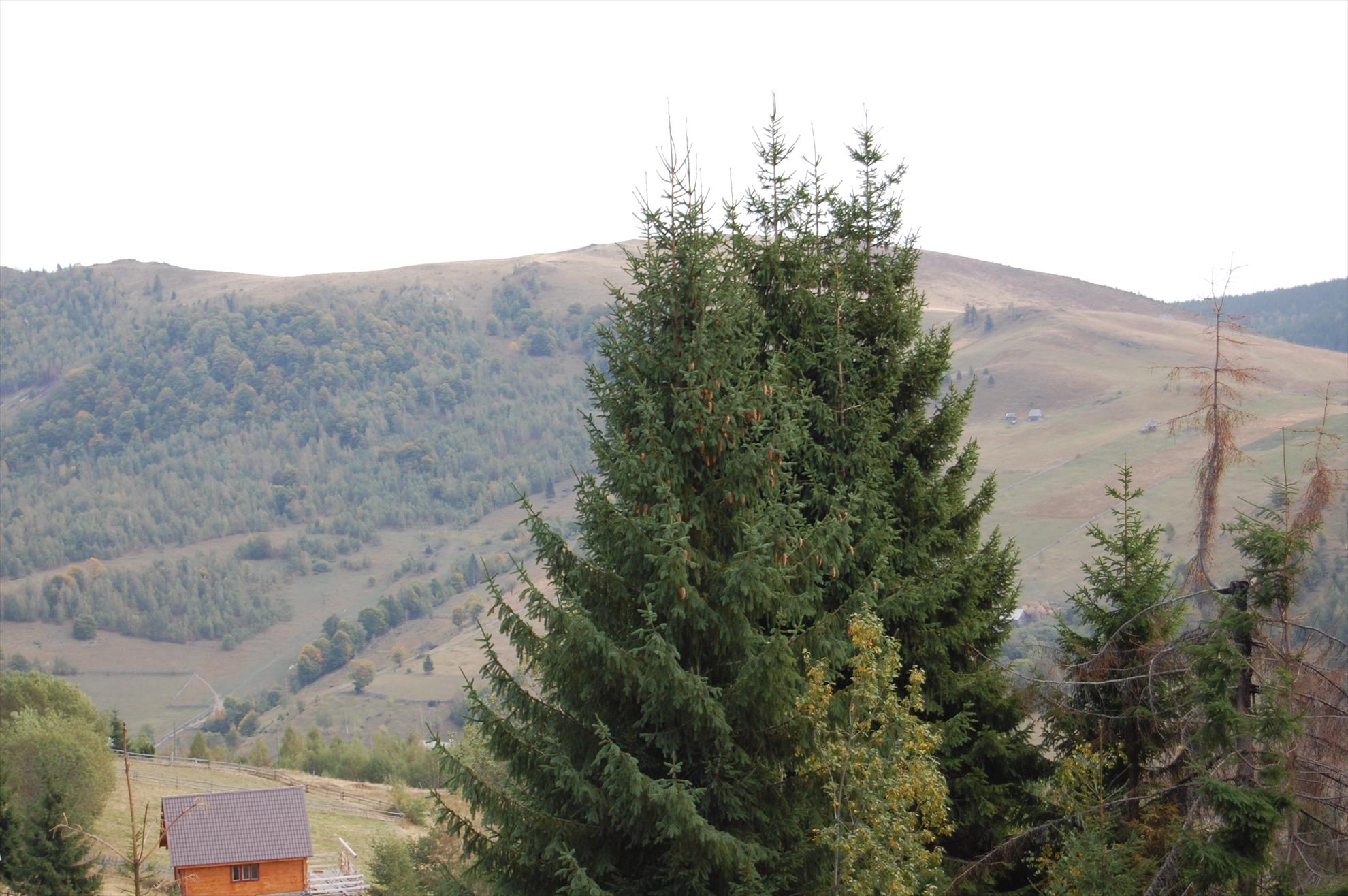 My new passion...2 - dsc030611.JPG